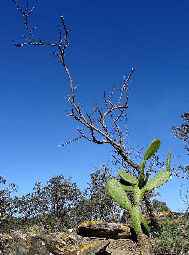 31-olive grove oliveraie dali spain