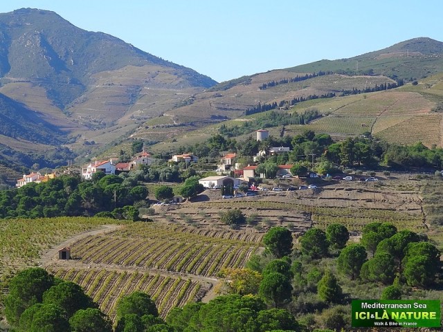 63-vignobles banyuls