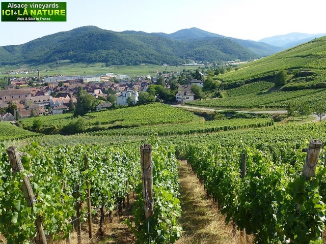 alsace et vosges randonee