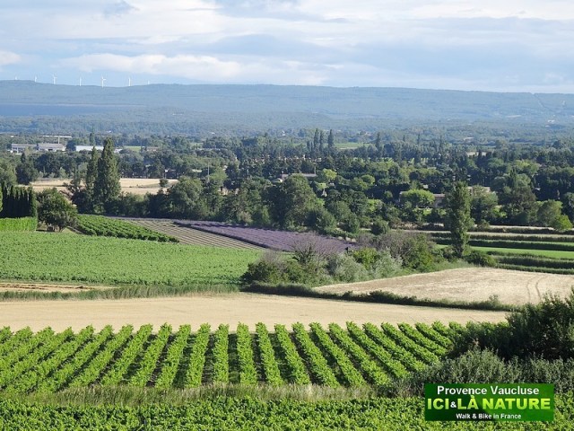 01-CYCLING HOLIDAYS PROVENCE