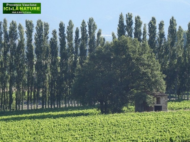02-visit provence vaucluse