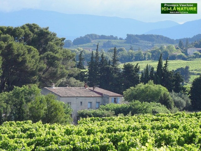 13-photo mas provencal