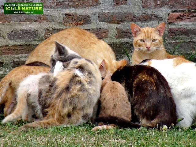 15- food cats in nature