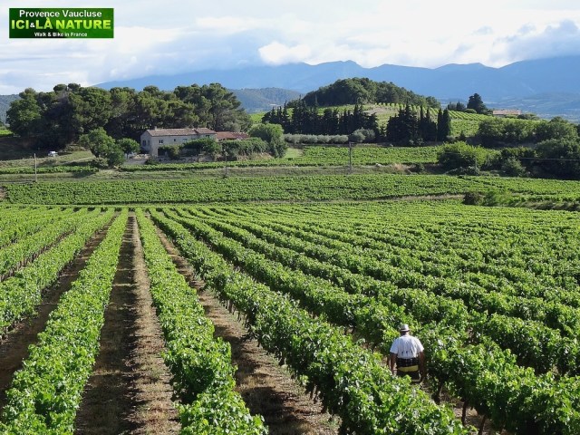 15-paysage de provence