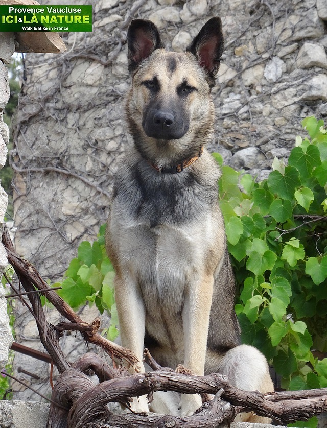 28-chien en provence