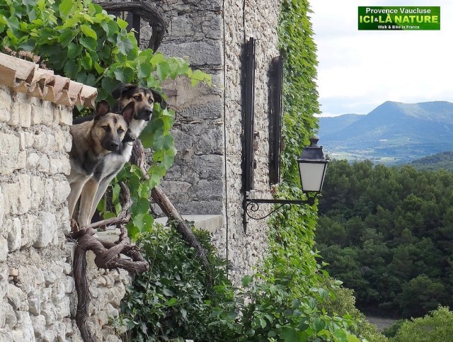 31-le crestet vaucluse