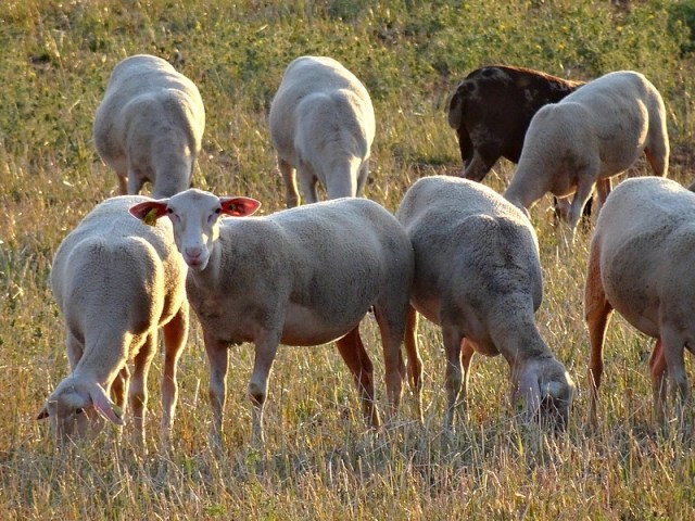 51-causses cevennes larzac