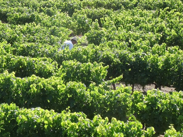 66-early morning in provence