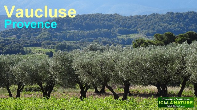 image provence vaucluse