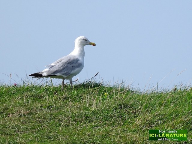 15-seabirds in france