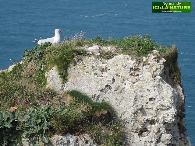 21-oiseaux de mer en normandie