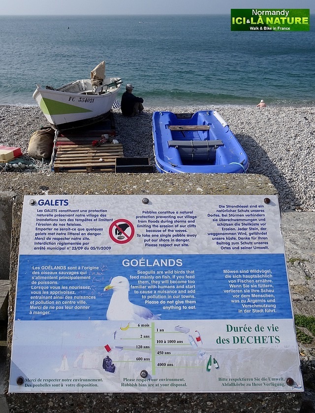 56-goelands in normandy