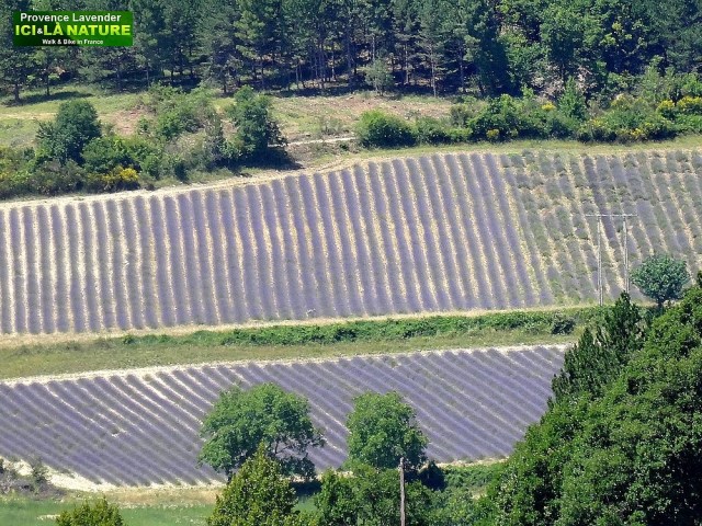 11-where to see lavender fields in france