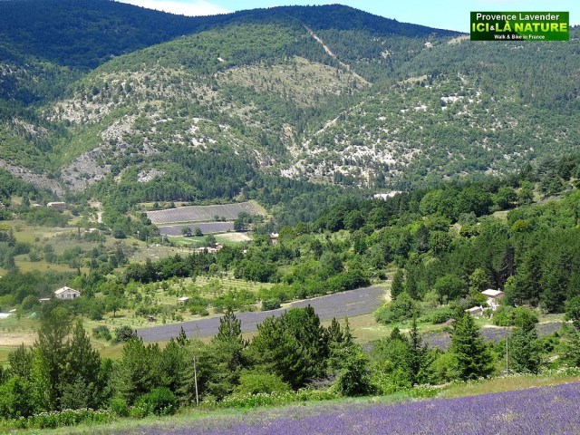 13-walking lavender fields southern france