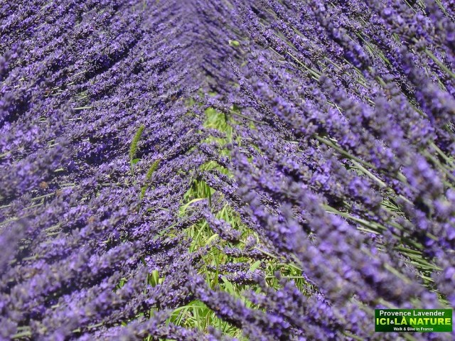 17-champs de lavande en provence france