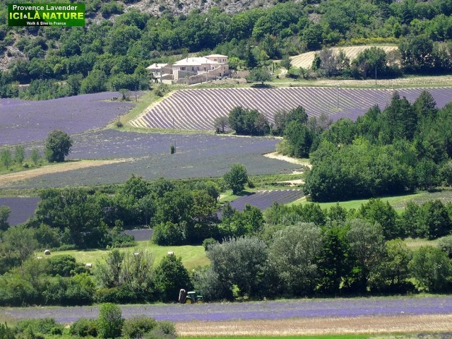 20-image paysage provence avec lavande