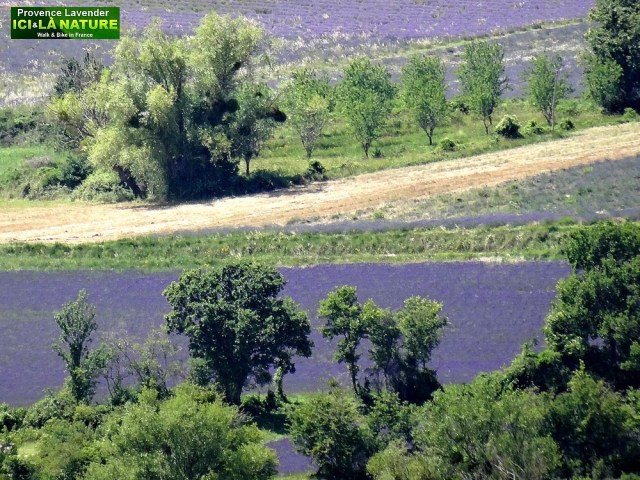 21-payage champ de lavande en provence