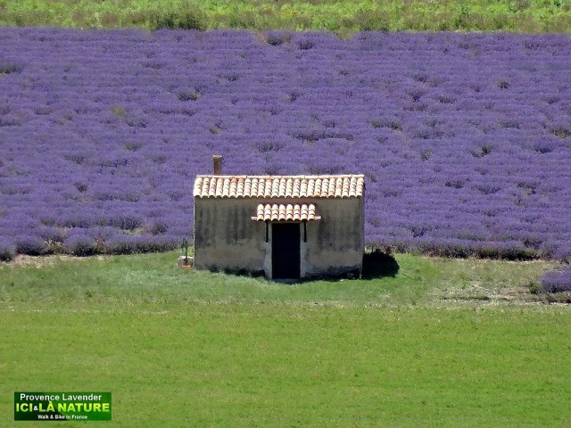 23-image de champ de lavande