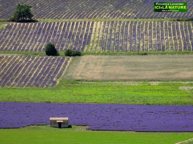 24-lavender fields in france provence