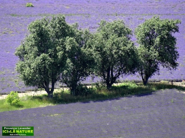 25-what colour lavender