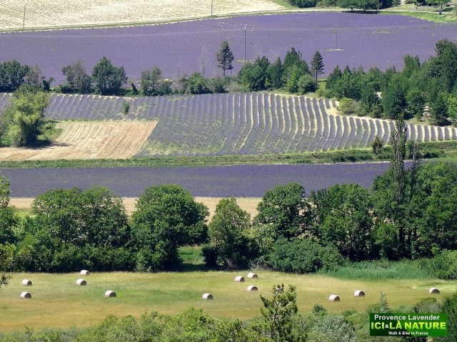 27-vacances en provence et lavande