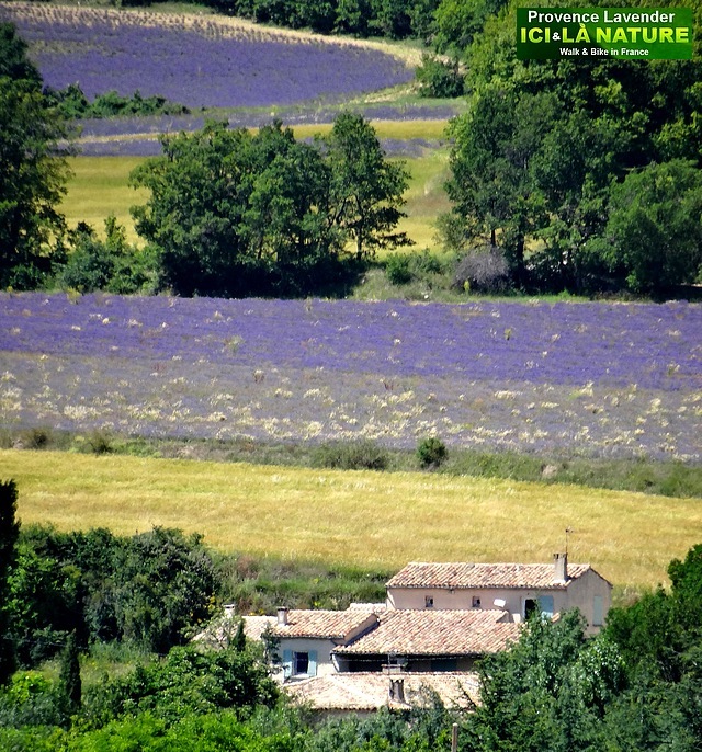31-photo de mas provencal entoure de lavandes