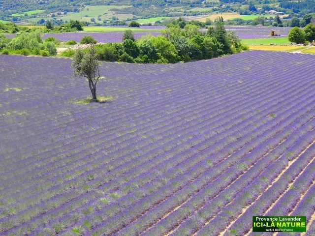 33-landscape provence france