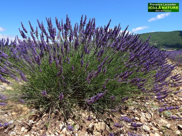 35- where to see lavender fields