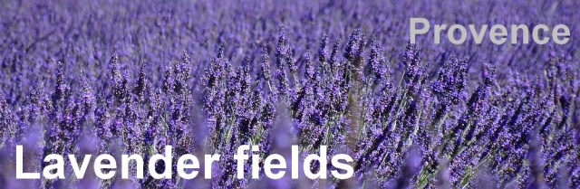 36-lavender fields provence