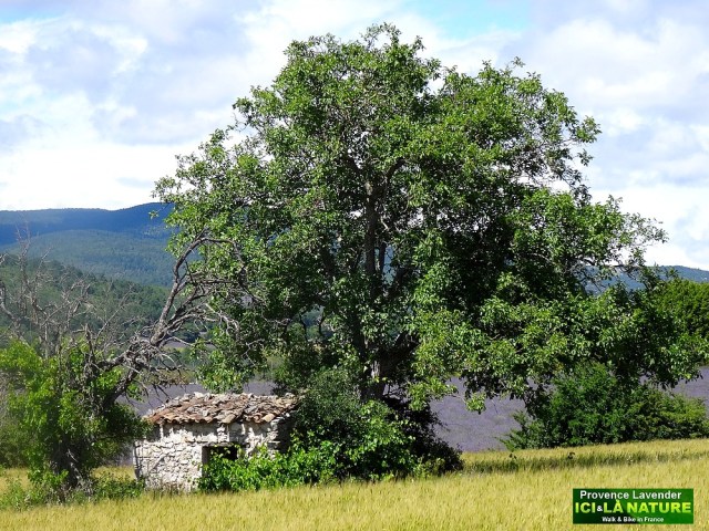 41-maison a louer en provence