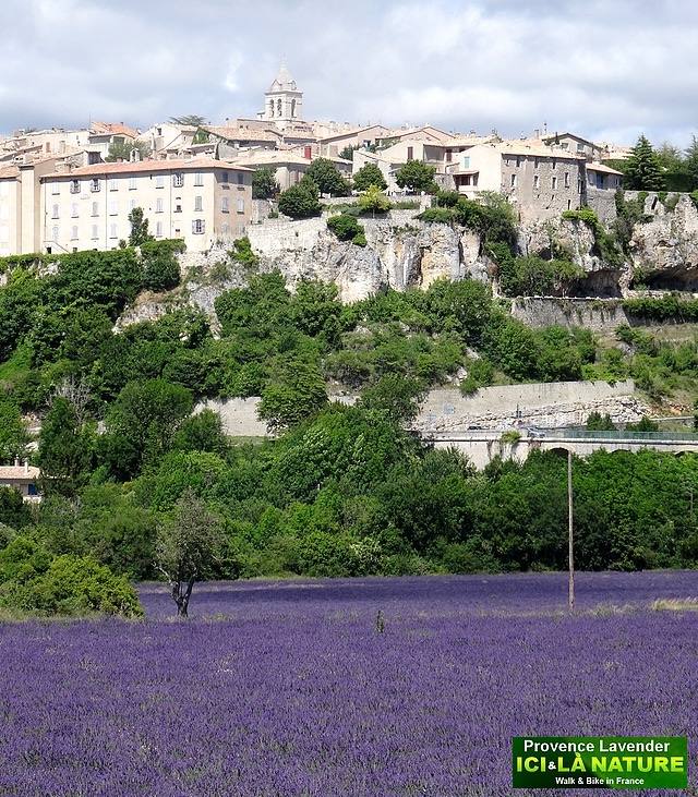 42-sault lavande vaucluse