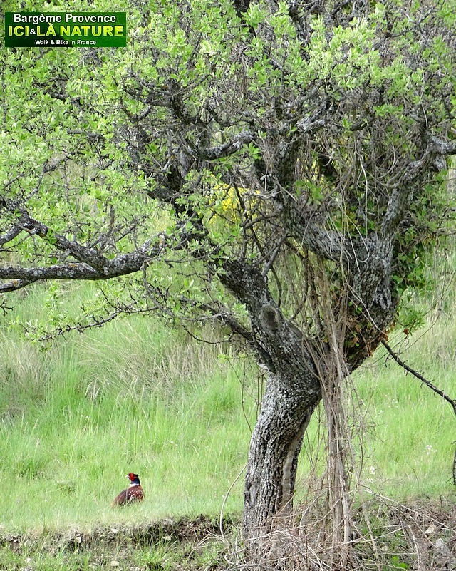 36-PROMENADE PROVENCE