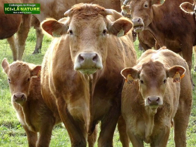 48-walking tours in france