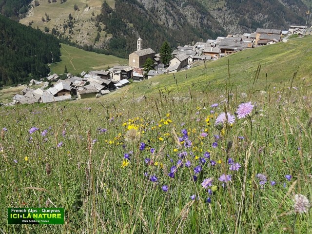 45-flore de montagne
