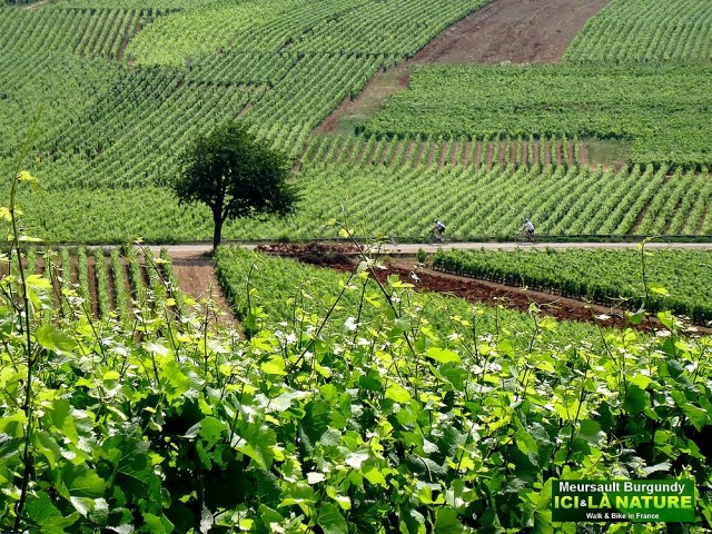 23-biking cycling tour in burgundy vineyard