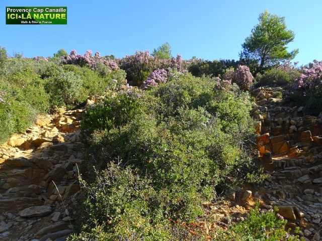 27-walking in provence coast mediterranee