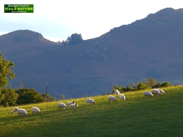48-FRANCE LANDSCAPE MOUNTAINS