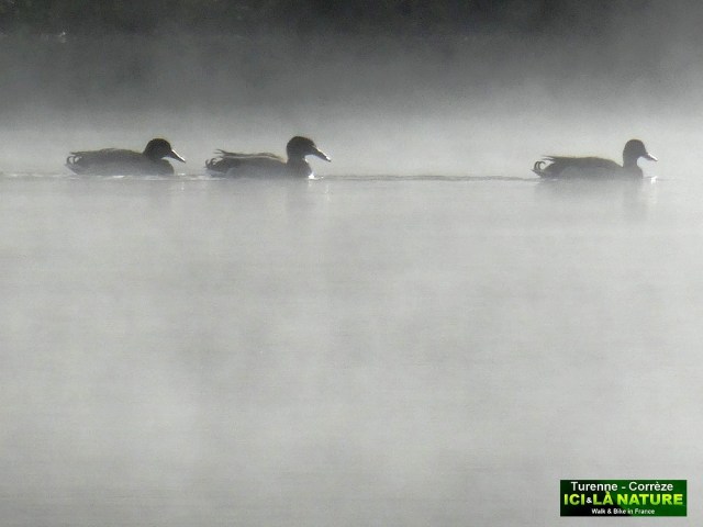 03-ducks in the early morning correze