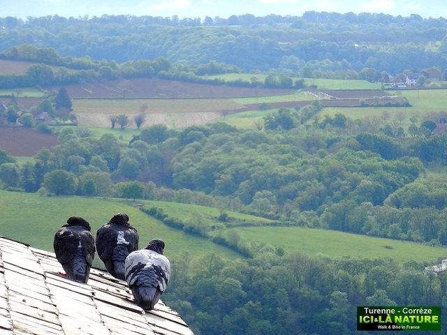 29-FRENCH COUNTRYSIDE PHOTO
