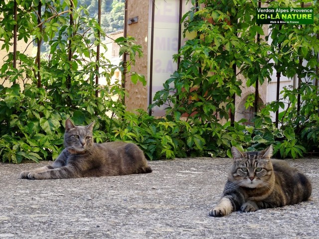 42-cats in france provence