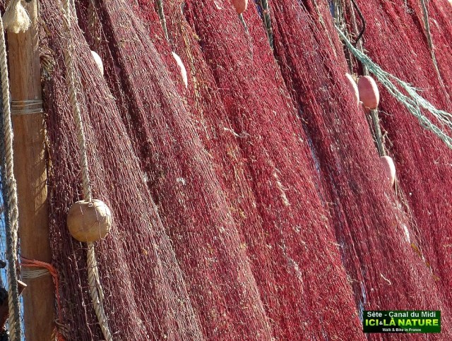 34-sete pointe courte