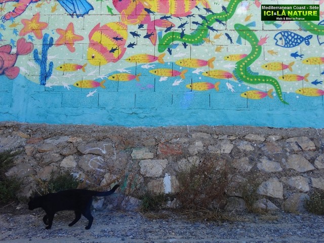 84-STREET ART SETE SUD DE FRANCE