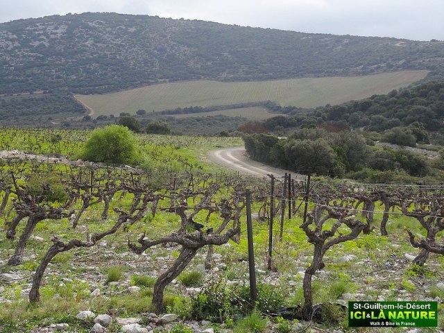 50-camino in france way st james arles route