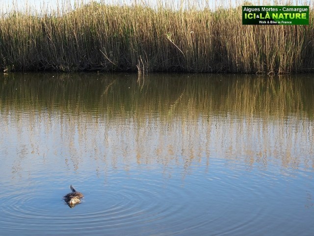 37-WILD LIFE NATURE FRANCE