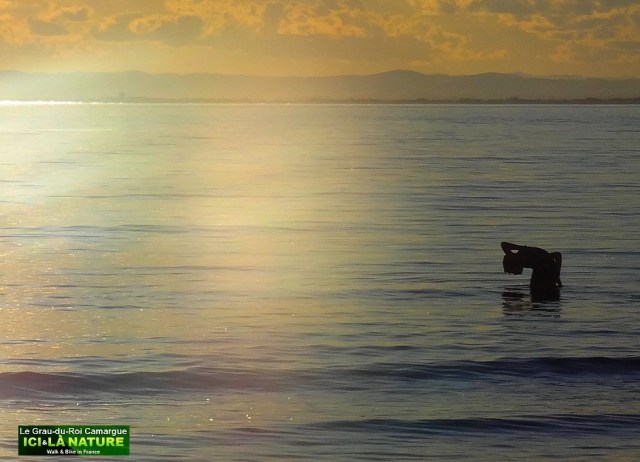 31-soleil-couchant-camargue