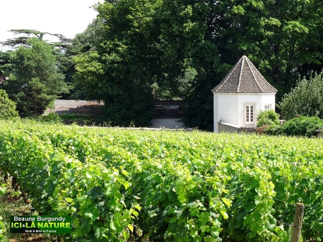 22-burgundy-landscape-image