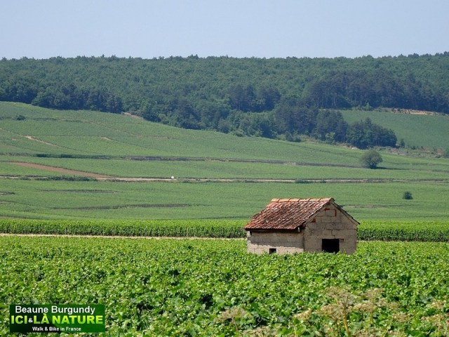31-burgundy-beaune-vineyards-landscape