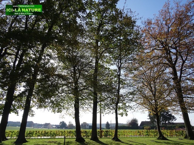 37-south-african-delville-wood-world-war1