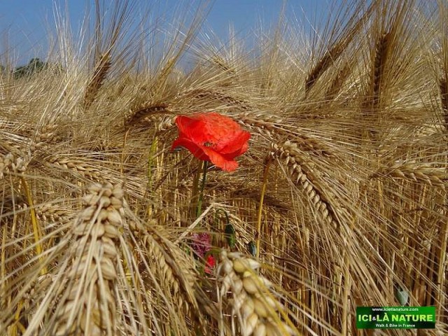 51-poppy-world-war-1