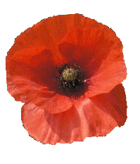 poppy